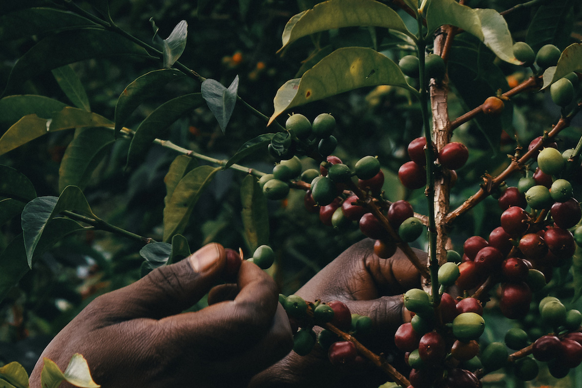 Opinion: In Tumultuous Times, Ethiopian Coffee Deserves the World’s Support